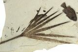 Tall Fossil Fish and Palm Mural - Green River Formation, Wyoming #233845-2